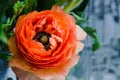 One beauty, spring orange, persian flower buttercup ranunculus macro. Rustic style, still life. Colorful holiday background. Royalty Free Stock Photo