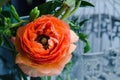 One beauty, spring orange, persian flower buttercup ranunculus macro. Rustic style, still life. Colorful holiday Royalty Free Stock Photo