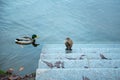 one beaver sits by the water on the steps, the duck swims nearby