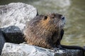 One beaver standing on the rocks near the river Royalty Free Stock Photo