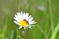 One  bee     Apoidea    on a daisy in green nature Royalty Free Stock Photo