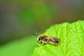 One  bee    apoidea   on green leaf in nature Royalty Free Stock Photo