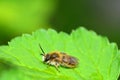 One  bee    apoidea   on green leaf in nature Royalty Free Stock Photo