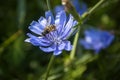 One bee collects nectar on light blue chicory flower. Summer meadow flower Common chicory, Cichorium intybus, wild chicory Royalty Free Stock Photo