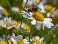 One bee collects pollen from a white chamomile flower on a summer day. Honeybee perched on white daisy flower, close-up Royalty Free Stock Photo