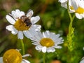 One bee-like fly sits on a white daisy flower on a summer day. Insect on a flower close-up. Hover flies, also called flower flies Royalty Free Stock Photo