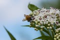Bee pollinates a big white flower Royalty Free Stock Photo