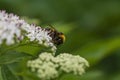 Bee pollinates a big white flower Royalty Free Stock Photo