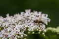 Bee pollinates a big white flower Royalty Free Stock Photo