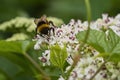 Bee pollinates a big white flower Royalty Free Stock Photo