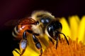 One bee pollinates yellow flower. Macro, selective focus, close up. Generative AI Royalty Free Stock Photo