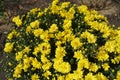 One bee pollinating yellow flowers of Chrysanthemums in November