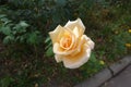 One beige flower of rose
