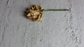 One beige old rose. Fading flower. The end of the flowering stage. Old age. Florist on