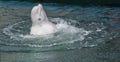 one beluga whale, white whale in water Royalty Free Stock Photo