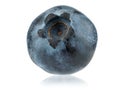 One berry blueberry or bilberry or blue whortleberry or huckleberry isolated on white background.