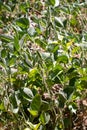 Soybean plant looking really healthy Royalty Free Stock Photo