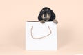 One bi-colored and blonde longhaired Dachshund dog pup in a shoppingbag isolated on a beige background