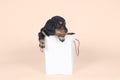 One bi-colored and blonde longhaired Dachshund dog pup in a shoppingbag isolated on a beige background