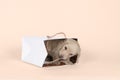 One bi-colored and blonde longhaired Dachshund dog pup in a shoppingbag isolated on a beige background