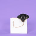 One bi-colored and blonde longhaired Dachshund dog pup in a shoppingbag isolated on a purple background