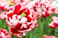 One bicolor red white tulip in front of many Royalty Free Stock Photo