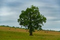 one big and beautiful tree in the middle of the field in the distance a herd of cows is grazing Royalty Free Stock Photo