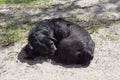 One big black stray dog lies and sleeps on the gray sand Royalty Free Stock Photo