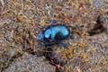 one big blue black beetle sits on gray ground Royalty Free Stock Photo