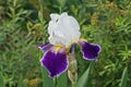 One big blue white iris flower bud on a stem Royalty Free Stock Photo