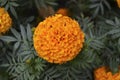 One big bright marigold flower close-up on the background of green leaves in a beautiful garden Royalty Free Stock Photo