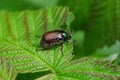 Big brown beetle sits on a green leaf in the garden Royalty Free Stock Photo