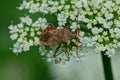 One big brown beetle sits on a white wild flower Royalty Free Stock Photo