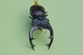 One big brown black stag beetle