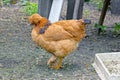 One big brown chicken stands on the ground Royalty Free Stock Photo