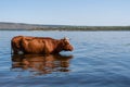 One brown cow is standing in Volga river and freshing in it in hot summer day. Royalty Free Stock Photo