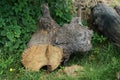 One big brown log oak lies in the green grass Royalty Free Stock Photo