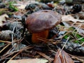 Big brown mushroom boletus in the autumn forest Royalty Free Stock Photo