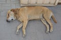 One big brown old stray dog lies and sleeps Royalty Free Stock Photo