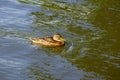 big brown wild duck swims in the pond Royalty Free Stock Photo