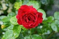 one big bud of a blooming red rose flower Royalty Free Stock Photo