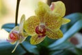 Big bud of a blooming yellow orchid flower on a thin stalk Royalty Free Stock Photo