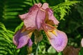 Big bud of a red iris flower in a green garden Royalty Free Stock Photo