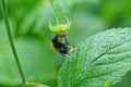 One big bumblebee sits on a raspberry flower