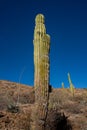 Prickly shrub cactus mexico desert typical landscape. Royalty Free Stock Photo