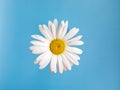 one big chamomile flower with white petals and yellow heart on a blue background.