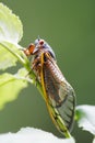 One Big Cicada Perched on a Green Stem - 13 year 17 year - Magicicada Royalty Free Stock Photo