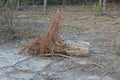 One big dry old brown uprooted tree root