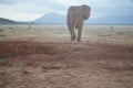 One big elephant , Kenya Royalty Free Stock Photo