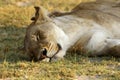 One of the Big Five Lion Pride Royalty Free Stock Photo